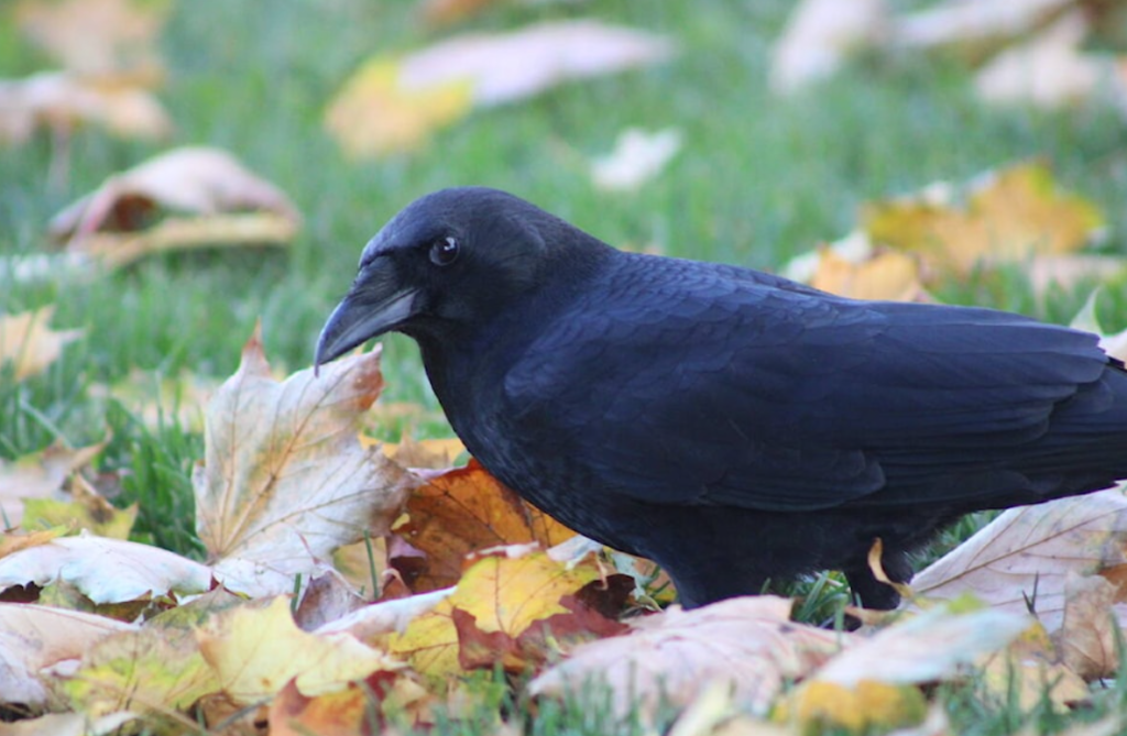 Hello Bangla News | কাকের প্রতিশোধ: ১৭ বছর পর্যন্ত রাগ ধরে রাখে এই বুদ্ধিমান পাখি কাক তাদের উপর করা অন্যায় ভুলে যায় না, বরং সেই রাগ বা প্রতি